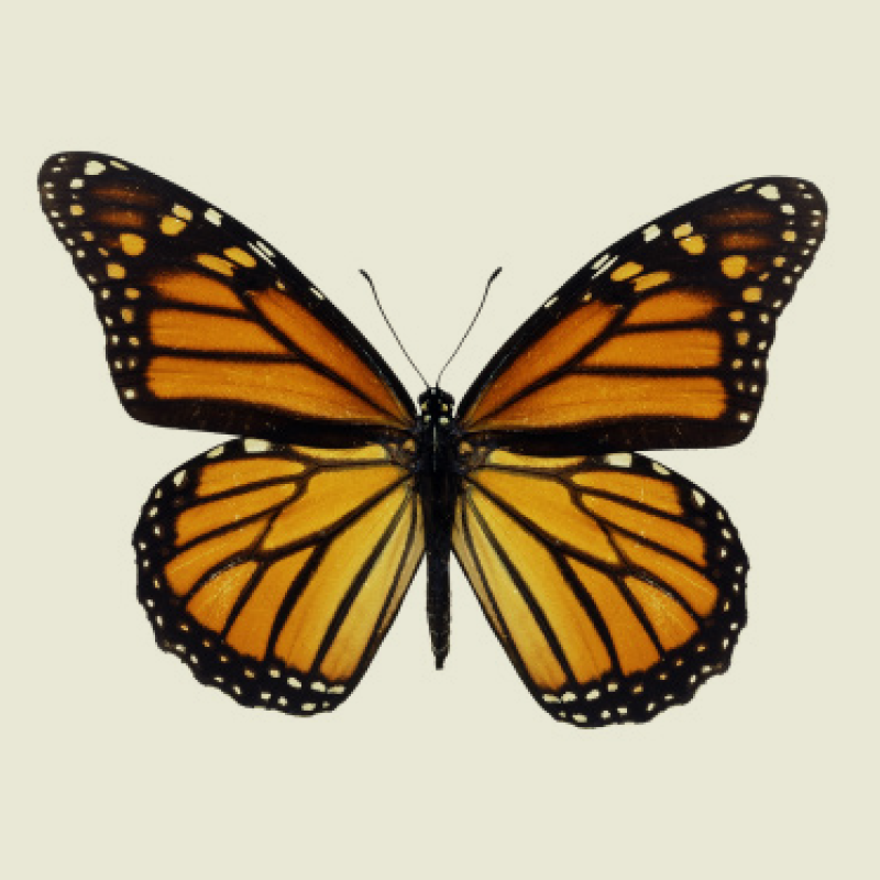 icon_butterfly